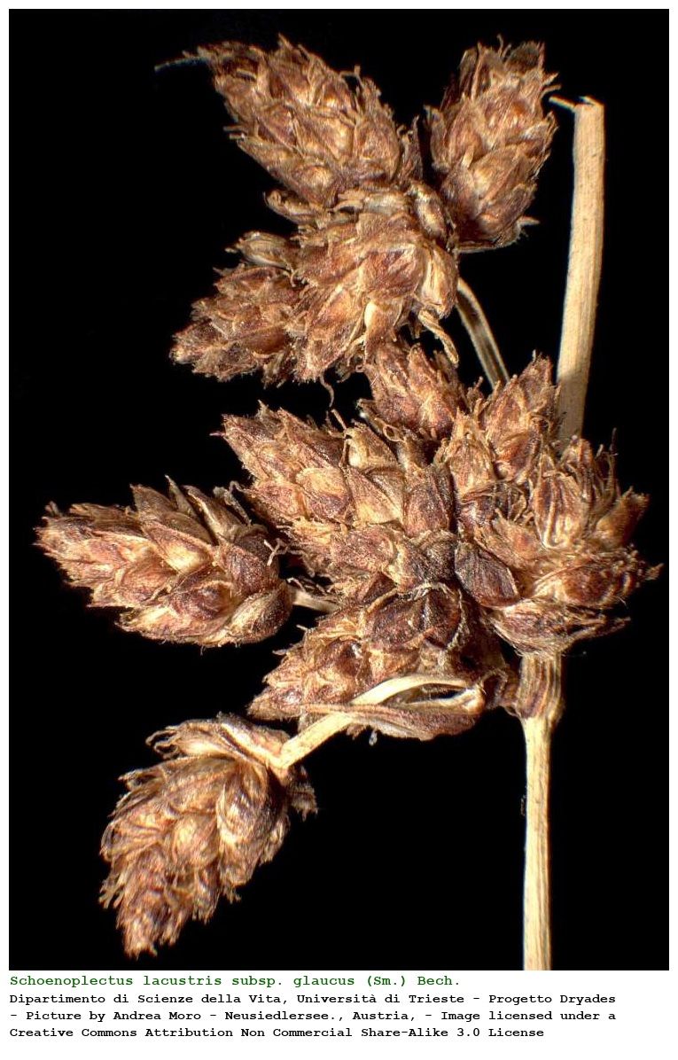 Schoenoplectus lacustris subsp. glaucus (Sm.) Bech.